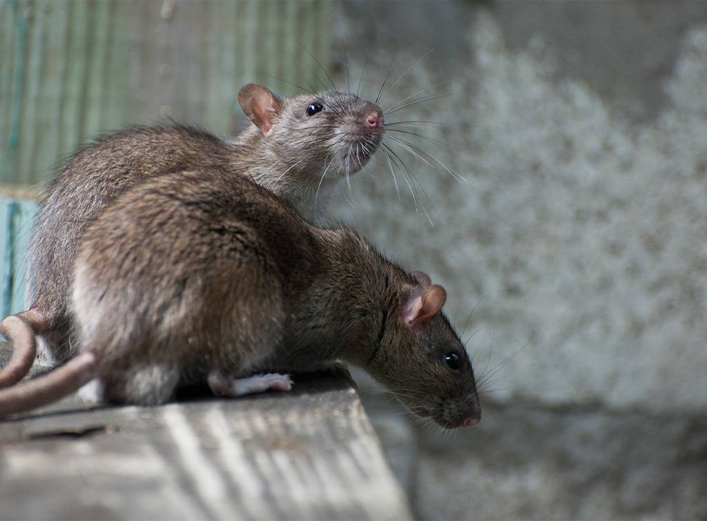 Affordable and High-Quality Rat Pest Control in Sydney